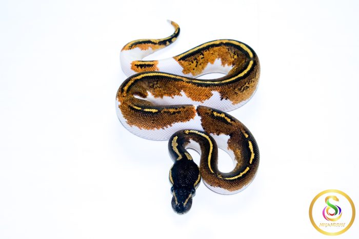6605 1.0 BLACKHEAD YELLOW BELLY PIEBALD - Image 3