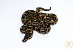 6607 1.0 REDSTRIPE LEOPARD GRAVEL/YELLOW BELLY HET CLOWN