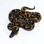 6607 1.0 REDSTRIPE LEOPARD GRAVEL/YELLOW BELLY HET CLOWN