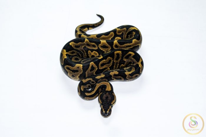 6607 1.0 REDSTRIPE LEOPARD GRAVEL/YELLOW BELLY HET CLOWN - Image 3
