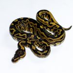 6608 1.0 REDSTRIPE LEOPARD GRAVEL/YELLOW BELLY HET CLOWN