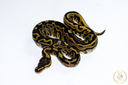 6608 1.0 REDSTRIPE LEOPARD GRAVEL/YELLOW BELLY HET CLOWN