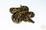 6608 1.0 REDSTRIPE LEOPARD GRAVEL/YELLOW BELLY HET CLOWN - Image 2