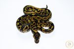 6608 1.0 REDSTRIPE LEOPARD GRAVEL/YELLOW BELLY HET CLOWN - Image 3