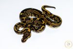 6609 0.1 REDSTRIPE LEOPARD GRAVEL/YELLOW BELLY HET CLOWN