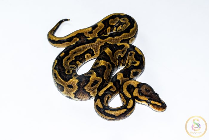 6609 0.1 REDSTRIPE LEOPARD GRAVEL/YELLOW BELLY HET CLOWN - Image 2