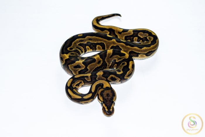 6609 0.1 REDSTRIPE LEOPARD GRAVEL/YELLOW BELLY HET CLOWN - Image 3