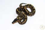 6611 0.1 REDSTRIPE GRAVEL/YELLOW BELLY HET CLOWN