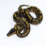 6611 0.1 REDSTRIPE GRAVEL/YELLOW BELLY HET CLOWN