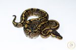 6611 0.1 REDSTRIPE GRAVEL/YELLOW BELLY HET CLOWN - Image 2