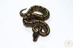 6611 0.1 REDSTRIPE GRAVEL/YELLOW BELLY HET CLOWN - Image 3