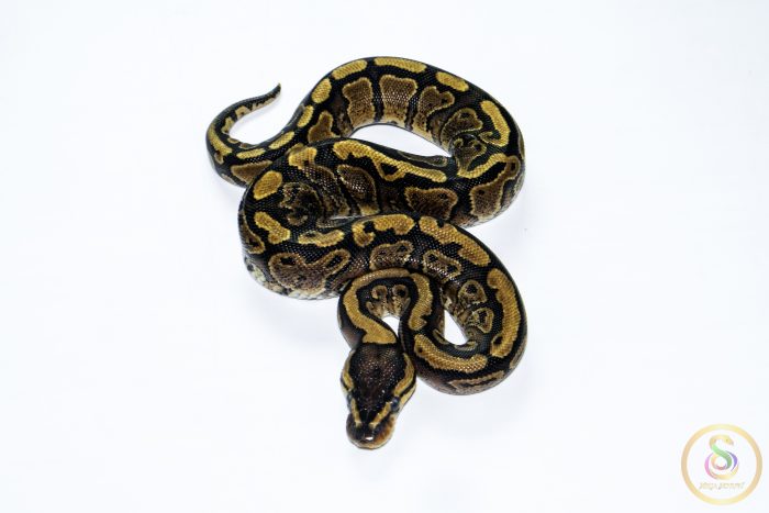 6611-3 6611 0.1 REDSTRIPE GRAVEL/YELLOW BELLY HET CLOWN - Image 3