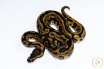 6612 1.0 REDSTRIPE GRAVEL/YELLOW BELLY HET CLOWN