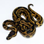 6612 1.0 REDSTRIPE GRAVEL/YELLOW BELLY HET CLOWN