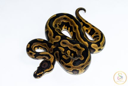 6612 1.0 REDSTRIPE GRAVEL/YELLOW BELLY HET CLOWN