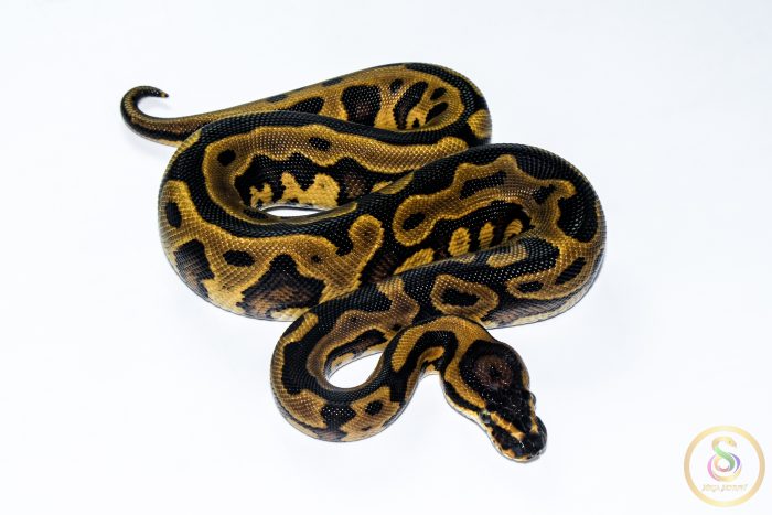 6612 1.0 REDSTRIPE GRAVEL/YELLOW BELLY HET CLOWN - Image 2