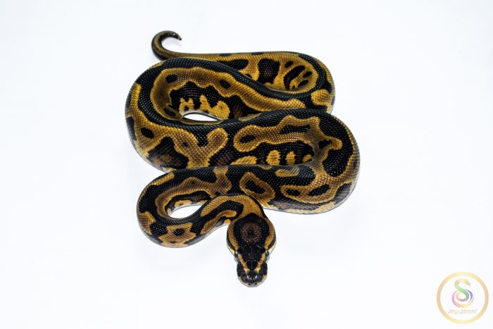 6612 1.0 REDSTRIPE GRAVEL/YELLOW BELLY HET CLOWN - Image 3