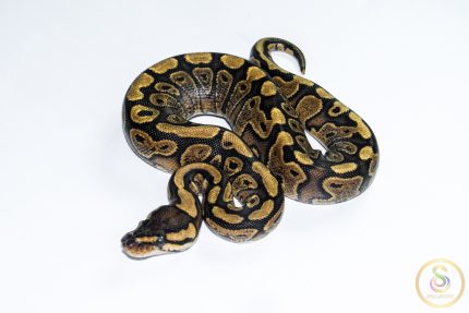 6613 0.1 REDSTRIPE GRAVEL/YELLOW BELLY HET CLOWN