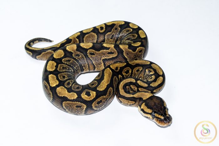 6613 0.1 REDSTRIPE GRAVEL/YELLOW BELLY HET CLOWN - Image 2
