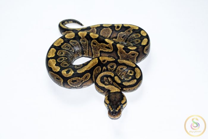 6613 0.1 REDSTRIPE GRAVEL/YELLOW BELLY HET CLOWN - Image 3