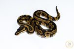 6614 0.1 REDSTRIPE GRAVEL/YELLOW BELLY HET CLOWN