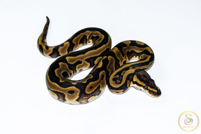 6614 0.1 REDSTRIPE GRAVEL/YELLOW BELLY HET CLOWN - Image 2