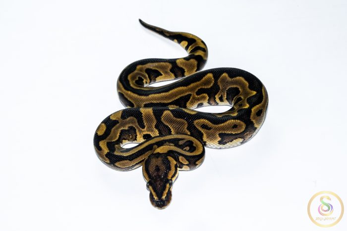 6614 0.1 REDSTRIPE GRAVEL/YELLOW BELLY HET CLOWN - Image 3