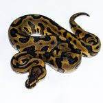 6615 1.0 REDSTRIPE GRAVEL/YELLOW BELLY HET CLOWN