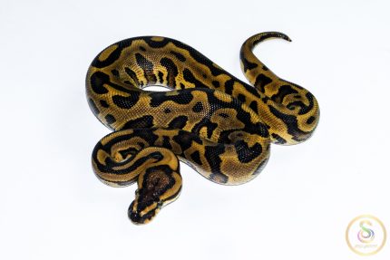 6615 1.0 REDSTRIPE GRAVEL/YELLOW BELLY HET CLOWN