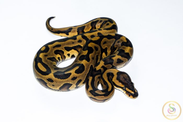 6615 1.0 REDSTRIPE GRAVEL/YELLOW BELLY HET CLOWN - Image 2