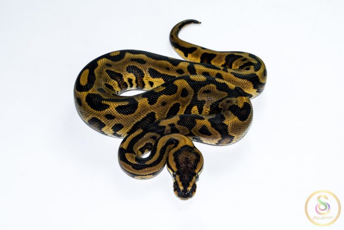 6615 1.0 REDSTRIPE GRAVEL/YELLOW BELLY HET CLOWN - Image 3