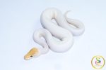 6616 1.0 BANANA PINTO PIEBALD