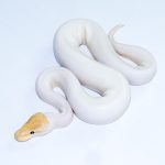 6616 1.0 BANANA PINTO PIEBALD