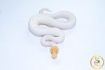 6616 1.0 BANANA PINTO PIEBALD - Image 3