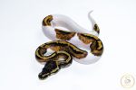 6617 0.1 PIEBALD