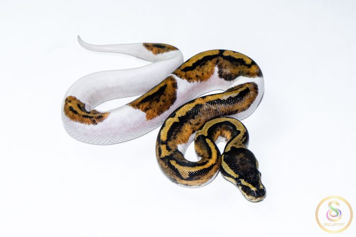 6617 0.1 PIEBALD - Image 2