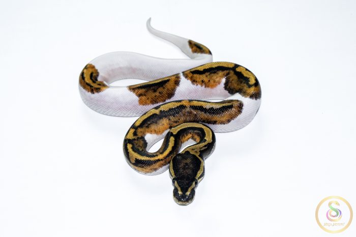 6617 0.1 PIEBALD - Image 3