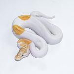 6618 1.0 BANANA PINTO PIEBALD