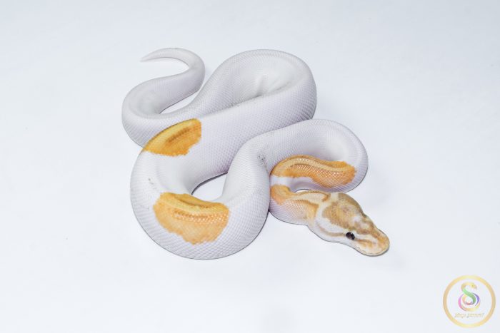 6618 1.0 BANANA PINTO PIEBALD - Image 2