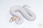 6619 1.0 BANANA PINTO PIEBALD