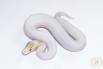 6619 1.0 BANANA PINTO PIEBALD