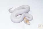 6619 1.0 BANANA PINTO PIEBALD - Image 2