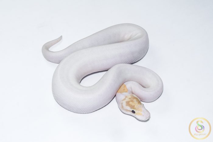 6619 1.0 BANANA PINTO PIEBALD - Image 2