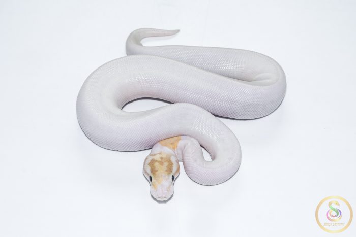 6619 1.0 BANANA PINTO PIEBALD - Image 3