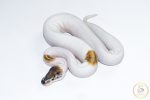 6620 0.1 PINTO PIEBALD