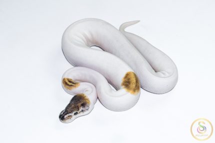 6620 0.1 PINTO PIEBALD