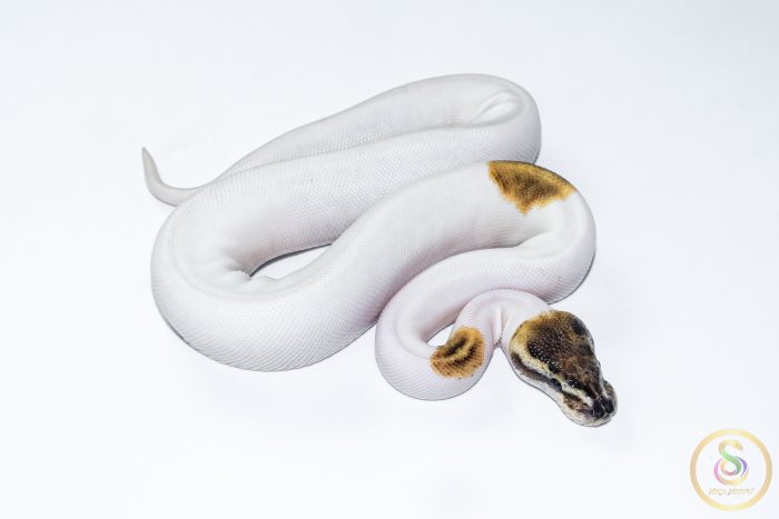 6620 0.1 PINTO PIEBALD - Image 2