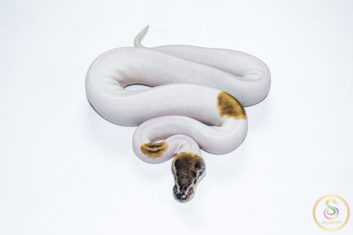 6620 0.1 PINTO PIEBALD - Image 3