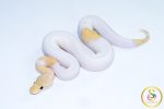 6621 0.1 BANANA MOJAVE PASTEL PIEBALD