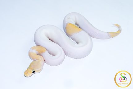 6621 0.1 BANANA MOJAVE PASTEL PIEBALD